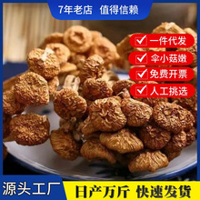 【产地直发】古田特产滑子菇干货散装批发 滑子蘑 滑菇珍珠菇干货