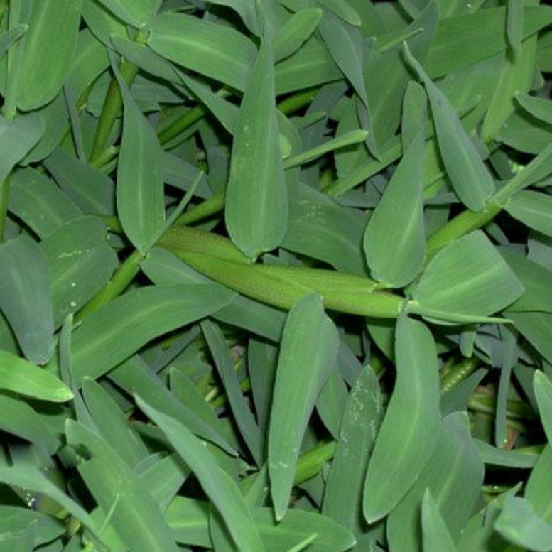 Водные растения Shuihe Ма Лянь Сян Пу Zailihua реки Канна Озеленение базы большое количество