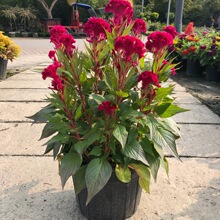 �u�ڻ�2�Ӂ����Ի��� �u�ٻ� �P�u�� �ρ��t �J���u�� С�^�u��