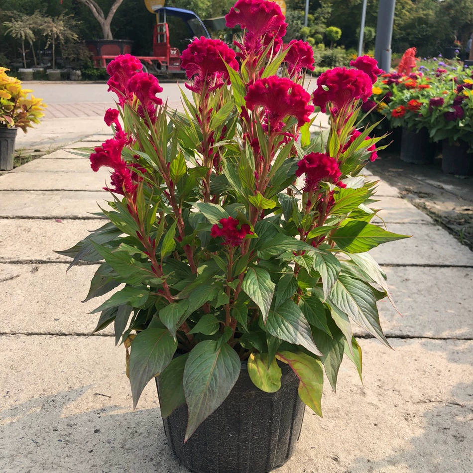 Cockscomb 2 галлона горшечный цветок куриная булочка Цветочная ручка петушиный гребень Старый красный тростниковый цветок петушиный гребень маленькая голова петушиный гребень