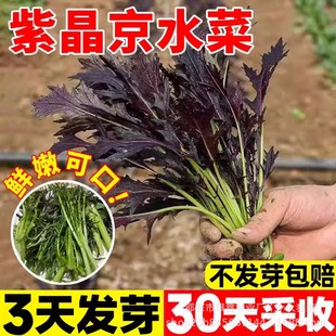 ��ˮ�˷N��ǧ�ˮ��ˮ�������Ͼ�ˮ�˷N��ԭ�b�ļ��߲˷N�Ӵ�ȫ