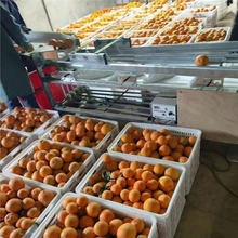 脐橙商用分选机 树葡萄樱桃轨道式草菇南国梨分级机 不伤果分选机