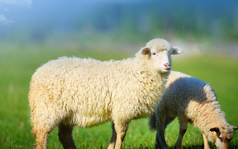 綿羊油90g-詳情_06