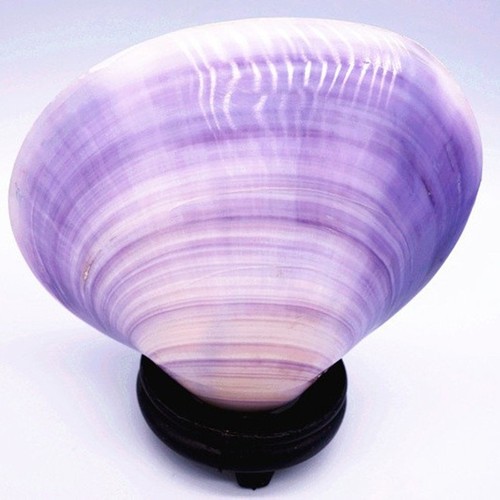 Wholesale conch shells, yellow clams, purple clams, clam powder, purple birds' clams, chicken heart abalone, oil painting scallops, multiple options available