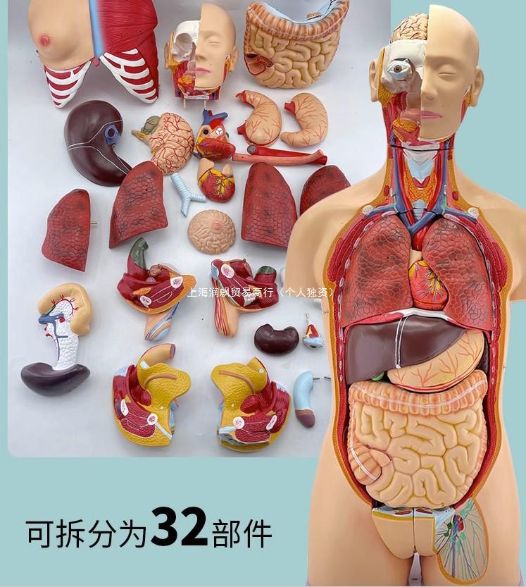 人体解剖模型器官可拆卸医学教学心脏内脏模型玩具躯干系统结构图