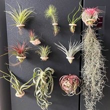 �՚��P�� �o��ֲ��(��ֲ��+��ľȦ֧�ܴ��F�� �����b������