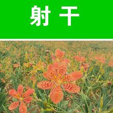 射干种子射干种籽乌扇 乌蒲 黄远 夜干 草姜种子观赏花卉种子