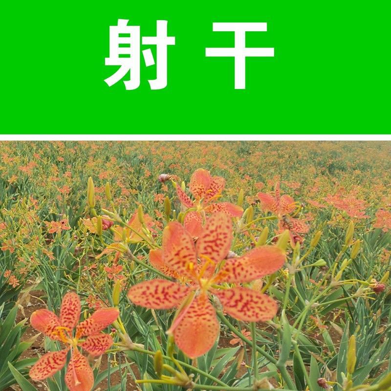 射干种子射干种籽乌扇 乌蒲 黄远 夜干 草姜种子观赏花卉种子