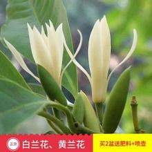 白兰花盆栽浓香室内绿植阳台嫁接办公室四季常青白玉兰花树苗盆栽