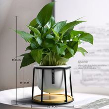 绿萝创意办公室桌面小盆栽室内净化空气耐阴袖珍椰子植物好养绿植