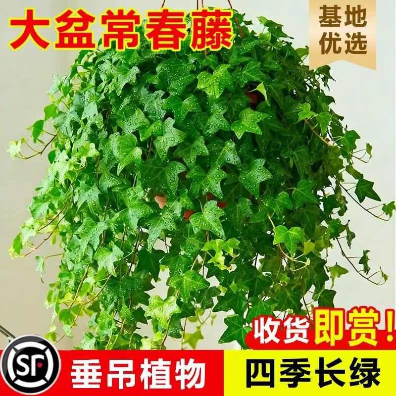 Ivy potted plants are easy to care for as indoor hanging plants, hydroponic green plants that purify the air, remove formaldehyde, and remain evergreen all year round Ivy potted plants are easy to care for as indoor hanging plants, hydroponic green plants that purify the air, remove formaldehyde, and remain evergreen all year round