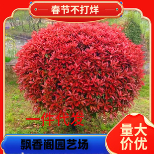 һ�����l�t�~ʯ骼t���^ľ��ɭŮؑ���;G�����̘���@�քe��ͥԺ