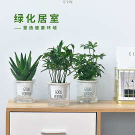 绿植盆栽花卉室内好财树办公室吊兰栀子花绿萝水培小多肉植物批发