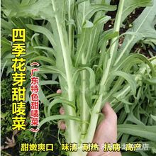 甜麦菜种子广东甜麦菜苦麻菜籽青菜春秋季阳台蔬菜种孑籽四季花芽