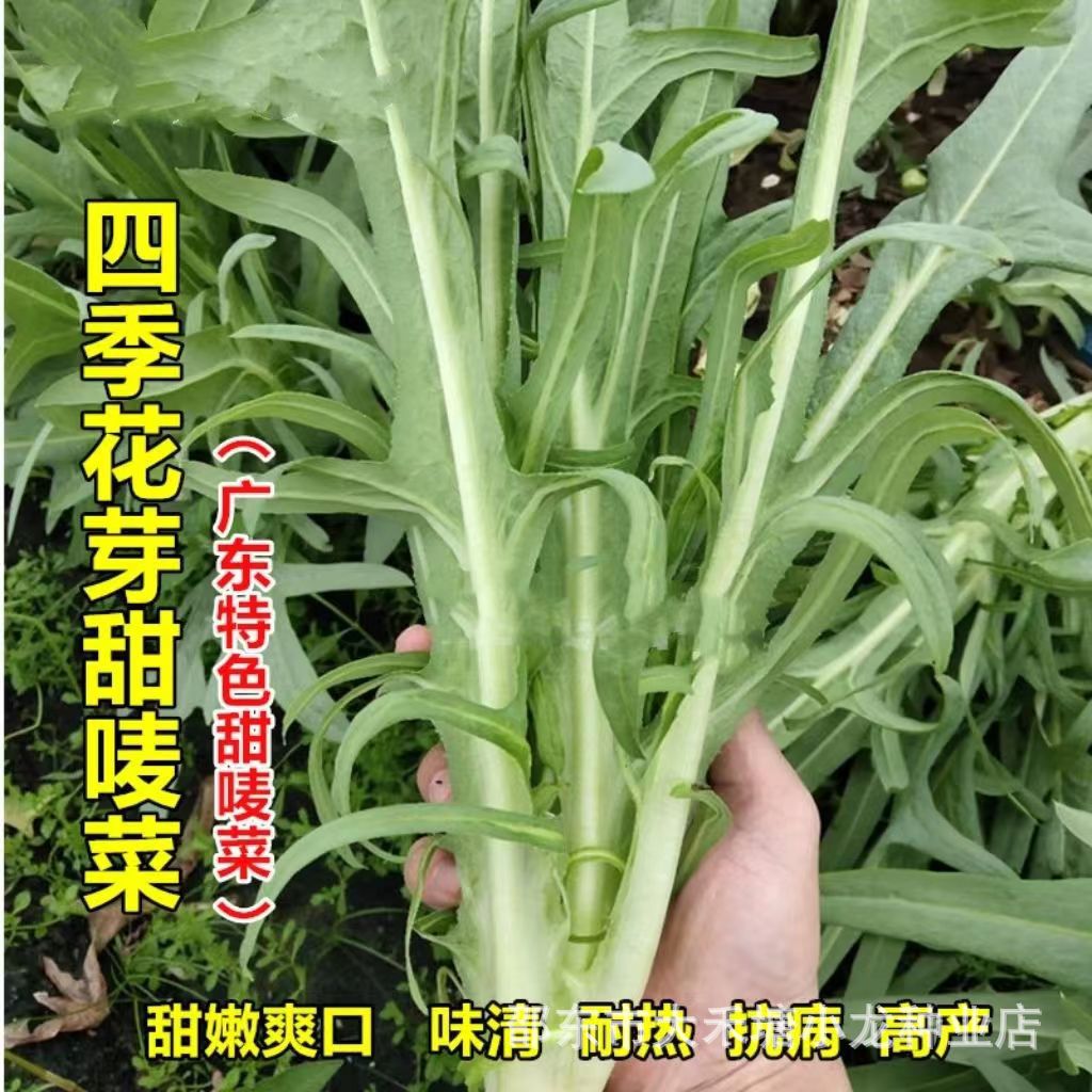 花芽甜麦菜种子广东甜麦菜苦麻菜籽青菜春秋季阳台蔬菜种孑籽四季
