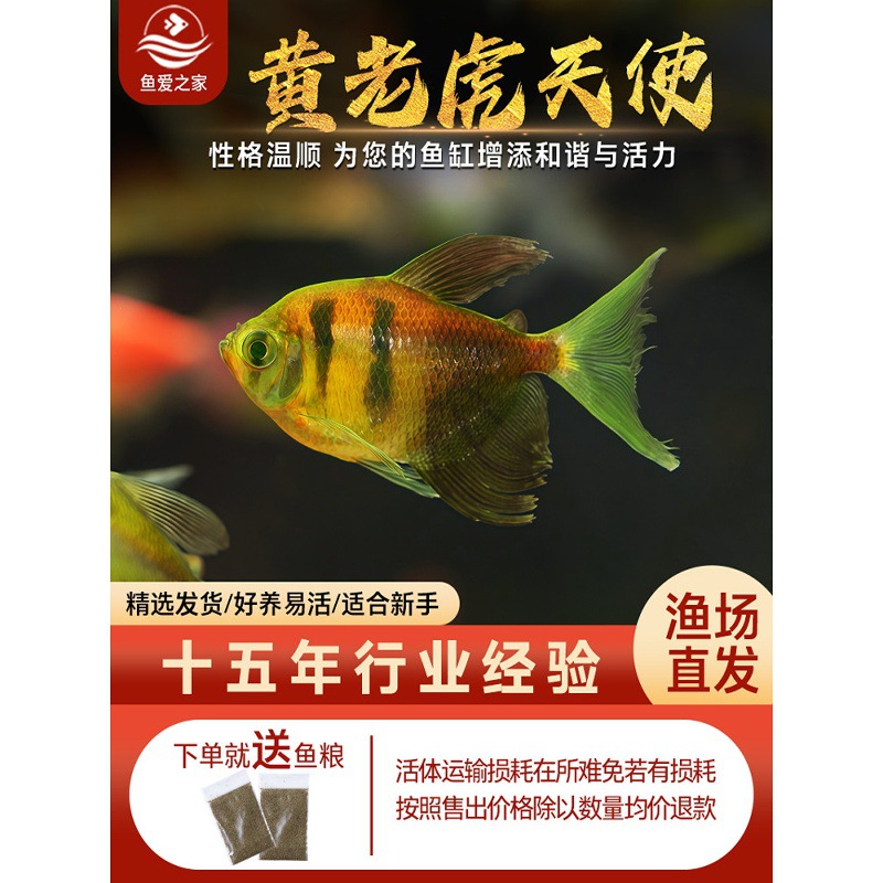 黄老虎天使观赏鱼淡水热带鱼小型鱼金鱼活鱼好养耐活七彩鱼神仙鱼