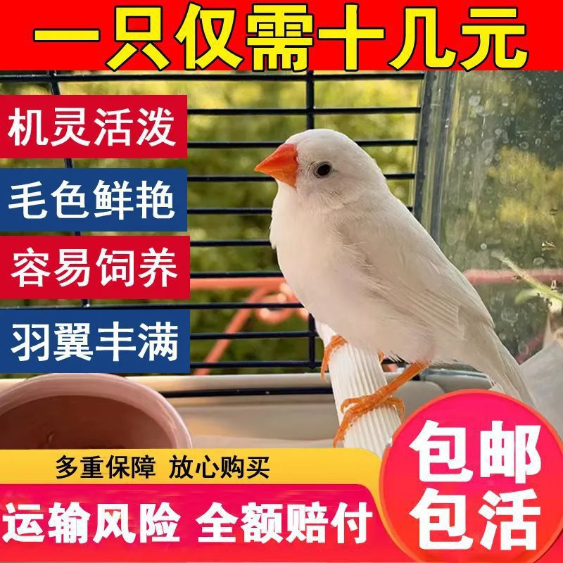 Pearl Bird Pet Live Animal Gray and White Finch Colorful Finch Gray and White Pearl Live Bird Cute Pet Bird Pair of Live Birds