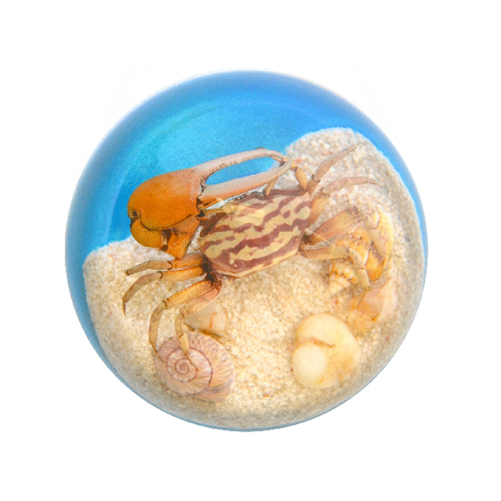 Seaview Licai Fiddler Crab [Bubble Bag Simple]