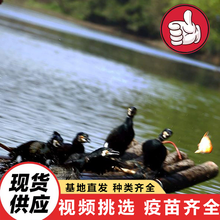 lQLPJxMOYMYiuJjNAu7NAu6wW2jytA