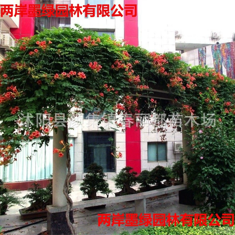 Оптовые рассады вьющихся растений для огорода: вистерия, клевер, крупные саженцы, цветы-фейерверки, саженцы клевера.