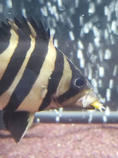 ӡ�����y���~̩��̩������ˮ�K���s�y�ļy���^�p�~���ֻ��~���~��