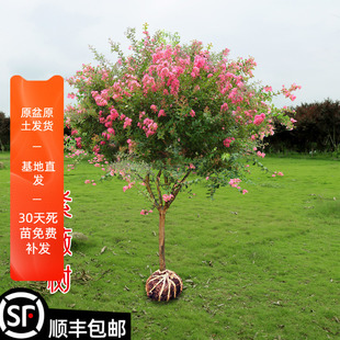 ��ޱ�������Ծ�����e��ͥԺ����ֲ���ͺ��༾�_���G��