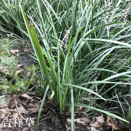 吉祥草 萍蓬草 四川成都大量批发四季常青园林绿化地被植物