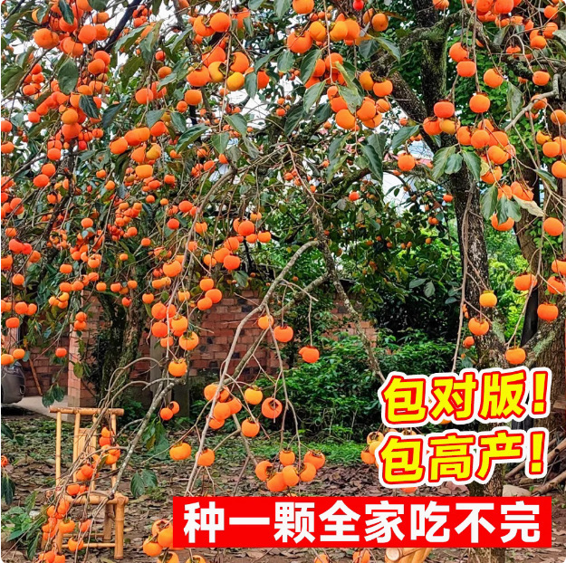 无核脆甜柿子树果苗嫁接正宗火晶柿子耐寒南北方四季种植庭院果树