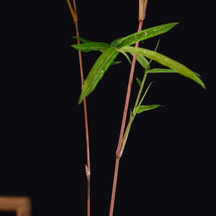 红竹红观音竹红色竹子桌面绿植书房庭院阳台观叶植物盆景趣味盆栽-阿里巴巴