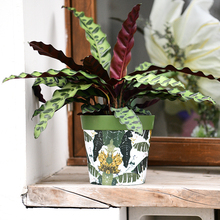 6BVQ������С�x����ʳ�xֲ��ƿ�Ӳ��i�\��pp��֬�������ß�ֲ����