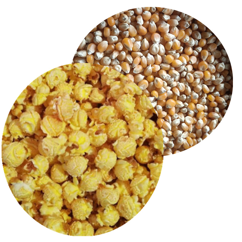 球形玉米 爆米球形花玉米 爆裂玉米粒 球型新疆小玉米  25kg 商用