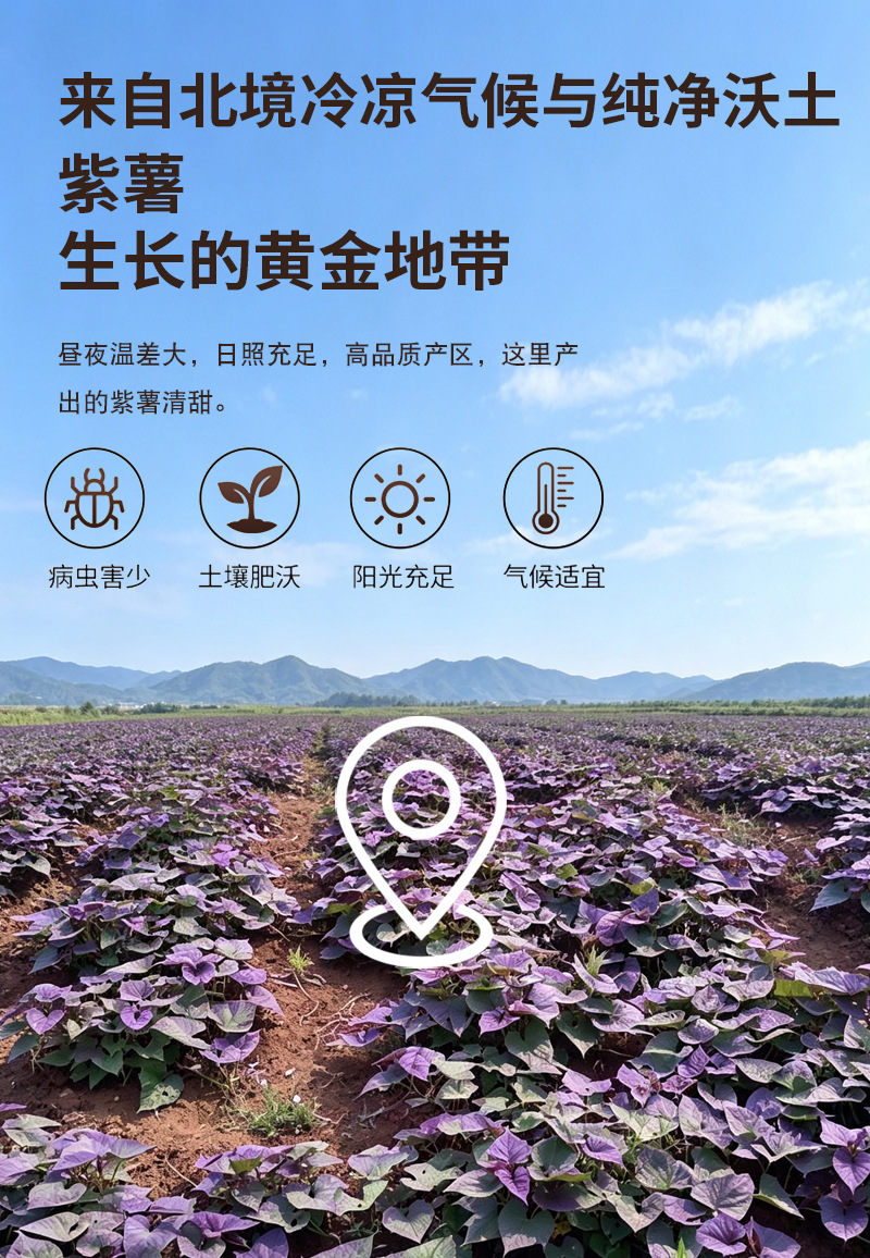 Cooked Purple Sweet Potato Powder 500g Spray Dried Instant Drink Mix for Breakfast and Meal Replacement preparation