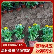 苗圃供应时令草花四季花海观赏花卉苗孔雀草盆栽