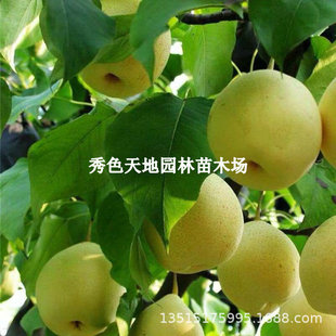 �޽����������������S���������Ϸ������Nֲ���Ե��Ԯ���Y��