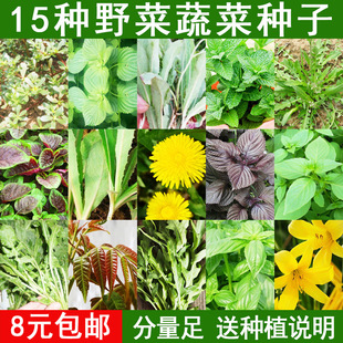 Ұ�˷N�ѷN�ӳ���֥����K�ӷN���R�X�{���{���㴻�N��Ұ���ѹ�Ӣ