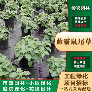 贵州四川重庆蓝霸鼠尾草15冠幅蓝霸鼠尾草20冠幅蓝霸鼠尾草25冠幅