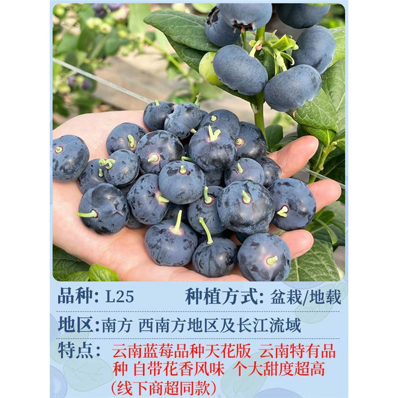 [과일이 있는 큰 모종] L25 꽃무늬 블루베리 높이 50-60cm (운남 블루베리 천장선
