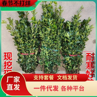 冬青树苗篱笆苗四季常青庭院围墙行道绿化苗木大叶万年青室外常绿