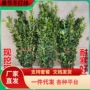 大叶庭院绿化常绿树苗