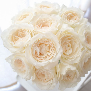Dropshipping Princess Mei Xue Rose Seedlings, Extra-Large Flowers, Strong Fragrance, Blooming in All Seasons, Balcony Garden Rose Seedlings Potted Plants