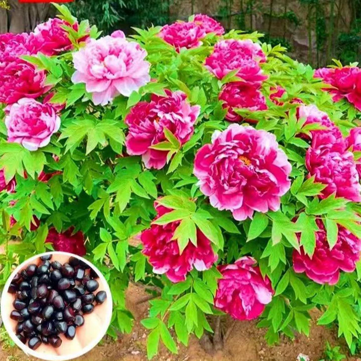 Большой цветок пион цветок семена Лоян пион семена весенний посев многолетние цветы горшечный балкон пейзаж