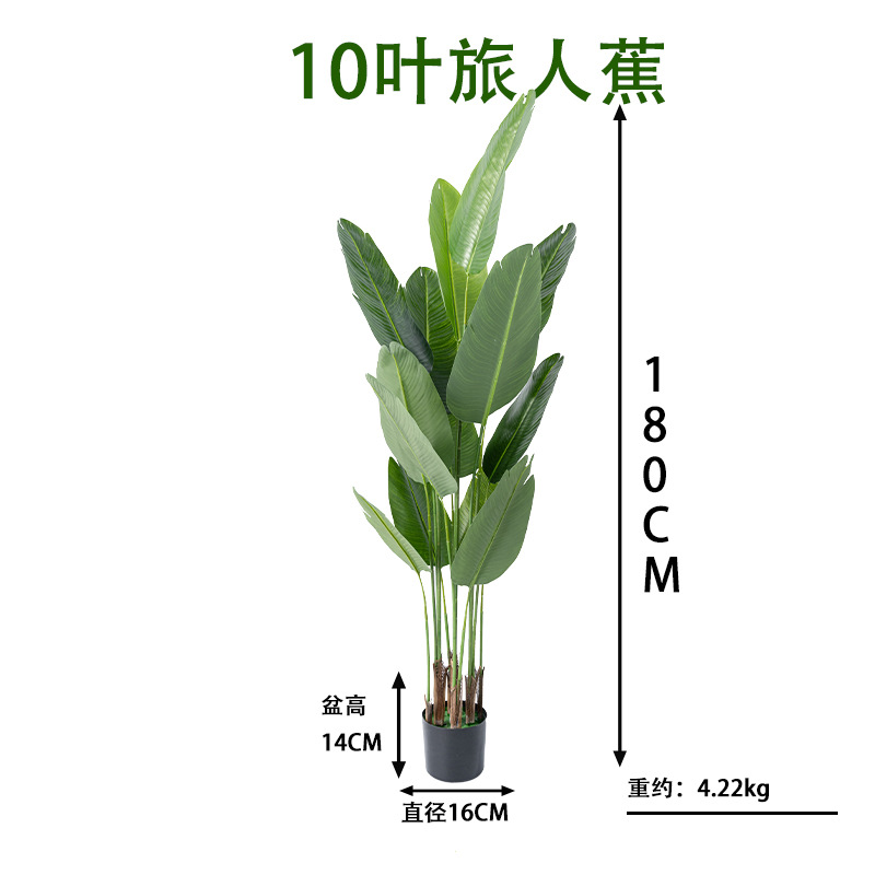 旅人蕉10叶高180cm.jpg