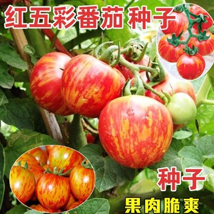 �t��ʷ��ѷN�Ӽtɫ���t���}Ů���߲˷N�Ѹ߮a�̨���r�N����