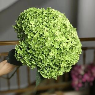Hydrangea Flowers Wholesale Yunnan Base Straight Hair Wedding Event DIY Wedding Flower Arrangement Anna Green Hydrangea Flowers
