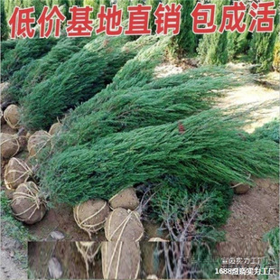 �؉��ļ������ɰؘ���ǰС������Ĺ���^��������ֲ��G�Ȱ�ǰ�ļ�