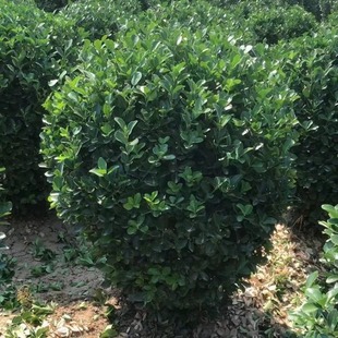 Ball Seedling Base, Large-Leaf Boxwood Balls, Holly Balls, Small-Leaf Boxwood Balls, Pruned and Shaped, Evergreen All Year Round