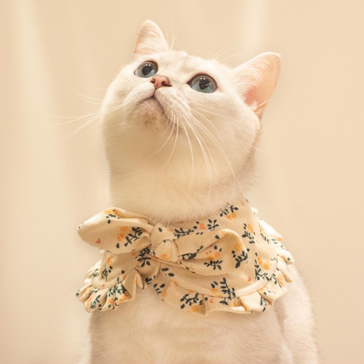 春夏季薄款通用小猫英伦风公主围脖圈布偶猫咪衣服可爱裙子小奶猫