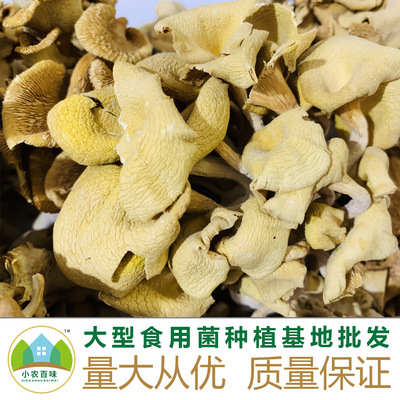 Jade Elm yellow mushroom specialty 500g dried food Place of Origin Source of goods Golden Mushroom Jade chick Mushroom