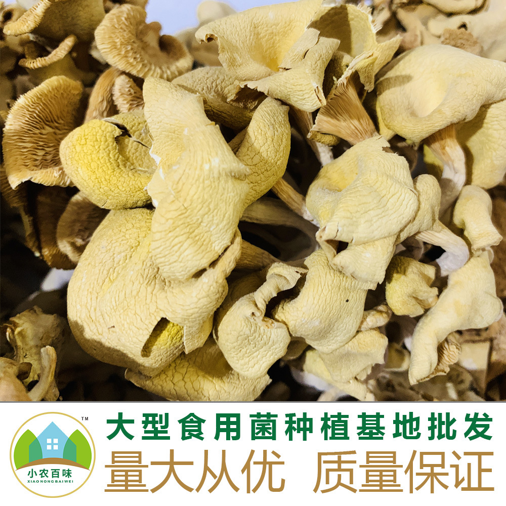 玉皇蘑榆黄菇特产500g干货菇肉厚产地货源黄金菇玉皇菇小鸡炖蘑菇