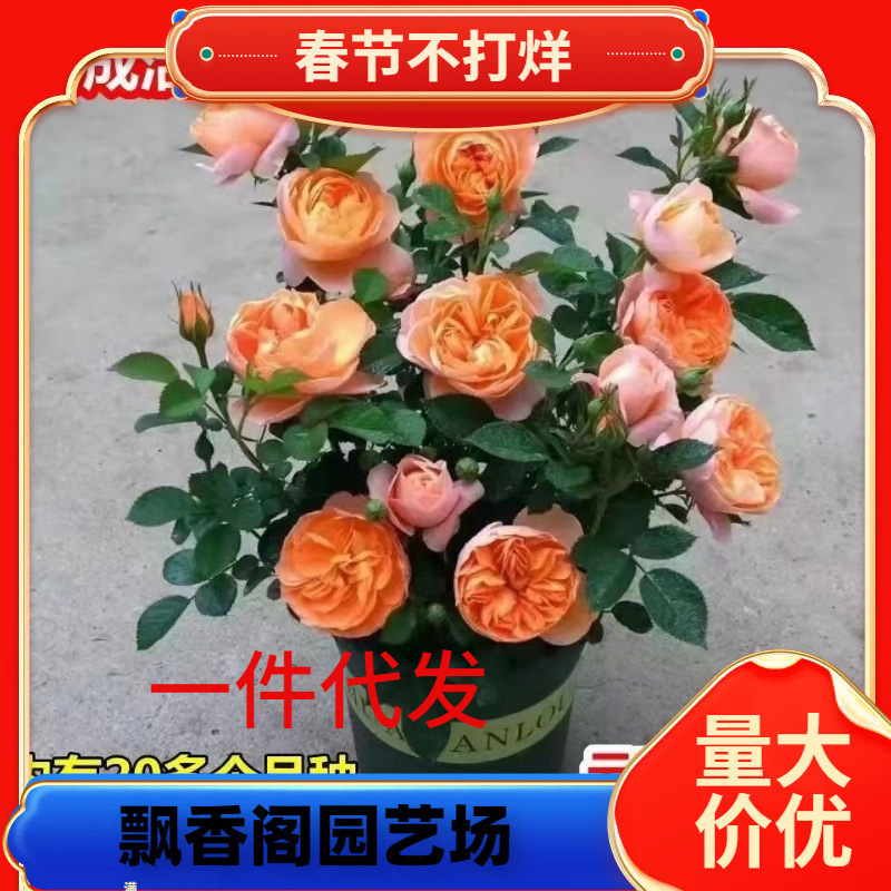 Dropshipping Shrub Rose Large Seedling Autumn Rouge Juice Arabian Nights Fragrance Four Seasons Flowering Courtyard Dropshipping Shrub Rose Large Seedling Autumn Rouge Juice Arabian Nights Fragrance Four Seasons Flowering Courtyard